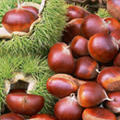 Kestane Kestane