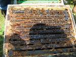 Propolis